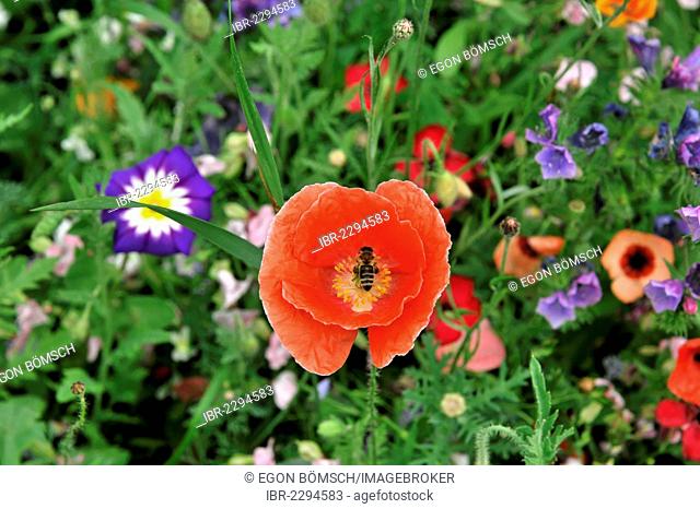 Iceland poppy (Papaver nudicaule), flower meadow, Schwaebisch Gmuend, Baden-Wuerttemberg, Germany, Europe