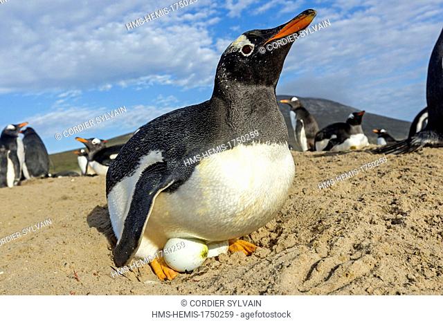 Falkland Islands, Saunders island, The Neck, Gentoo Penguin  (Pygoscelis papua papua), on the nest