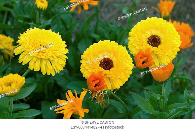 colorful spring flower garden bright golden yellow calendula mar