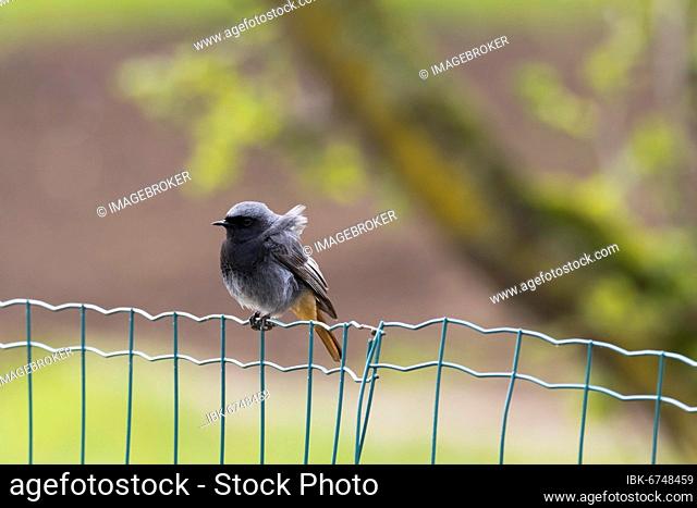 Black redstart (Phoenicurus ochruros), male, standing on wire fence, Hesse, Germany, Europe