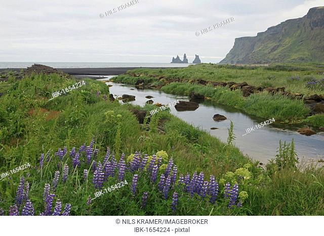 Purple Lupines (Lupinus) alongside a river on the coast, Vik, Iceland, Europe