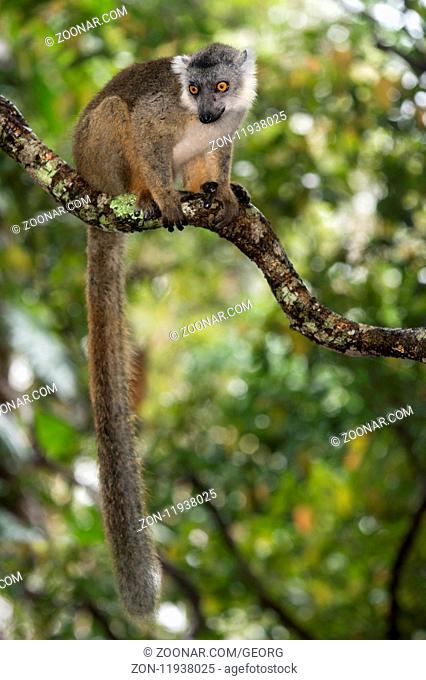Maki-Hybride, Familie der Lemuren (Lemuridae), endemisch in Madagaskar, Ankanin Ny Nofy, Madagaskar / Eulemur hybrid (Lemuridae family), endemic to Madagascar