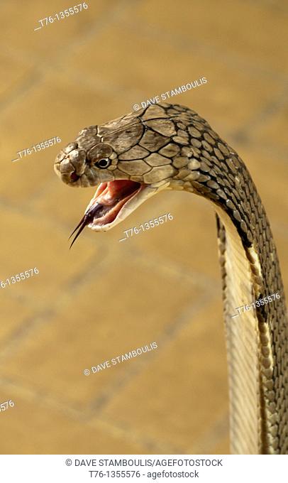 King Cobra, the world's longest venomous snake, Ophiophagus hannah