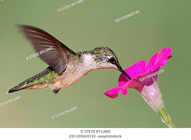 Juvenile Ruby-throated Hummingbird archilochus colubris
