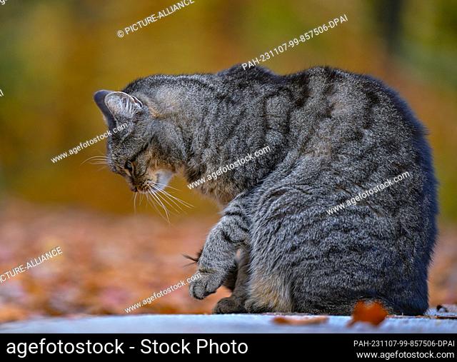 07 November 2023, Saxony, Kromlau: A cat can be seen in the autumnal azalea and rhododendron park in Kromlau in the district of Görlitz near the state border...