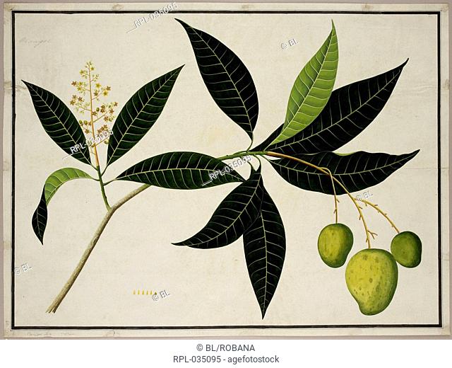 Mango Tree 'Mangifera Indica' L.Anacardiaceae. From an album of 40 drawings of plants made by Chinese artists at Bencoolen Sumatra for Sir Stamford Raffles