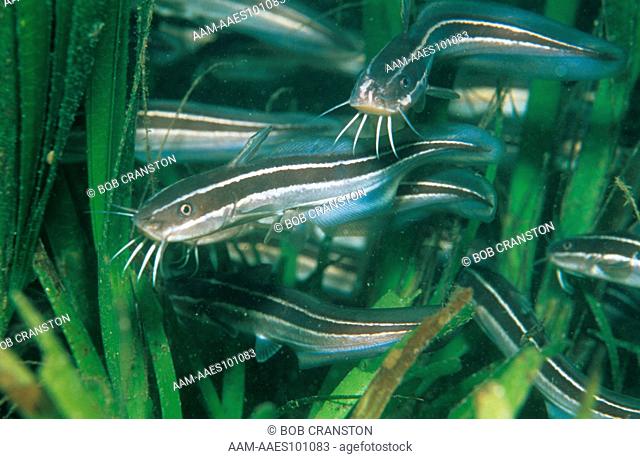 Saltwater Striped Catfish (Plotosus lineatus) in Sea Grass, New Guinea, poisonous