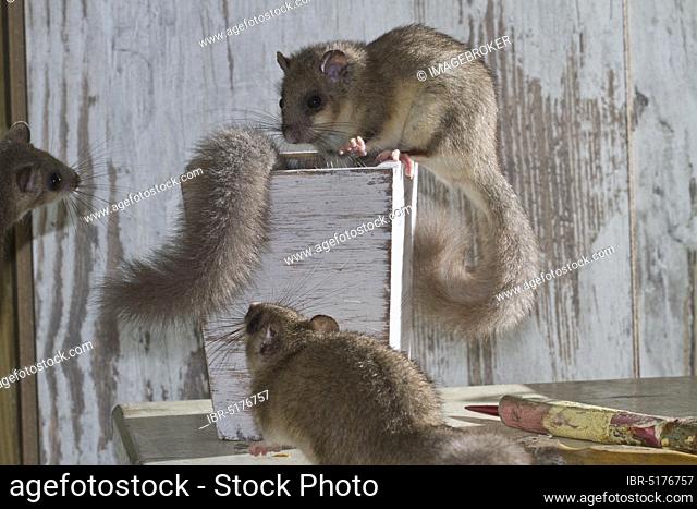Fat dormouse, edible dormouse (Glis glis) on table with paint brushes