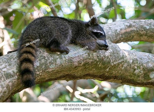 Raccoon (Procyon lotor) lying on a tree branch in the tree, Manuel Antonio National Park, Puntarenas Province, Costa Rica