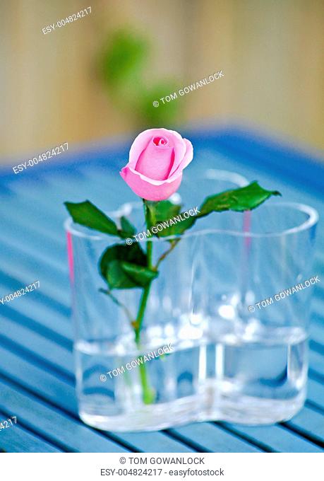 Pink rose in a glass vase