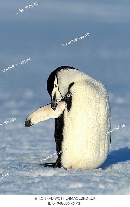 Chinstrap penguin (Pygoscelis antarctica), preening, Antarctica