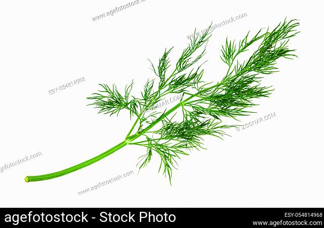 twig of fresh green dill herb isolated on white background