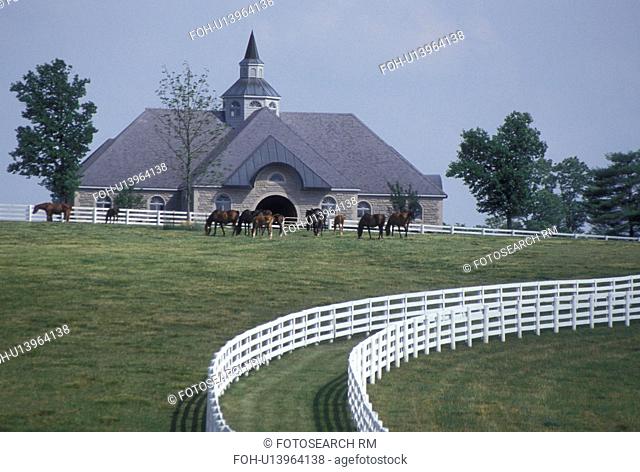 horse, Lexington, KY, Kentucky, Blue Grass Country, Horses graze in a pasture on a horse farm in the bluegrass country of Lexington