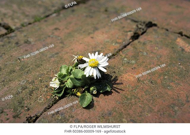 Common Daisy Bellis perennis Pushing through brick path - Sussex, England