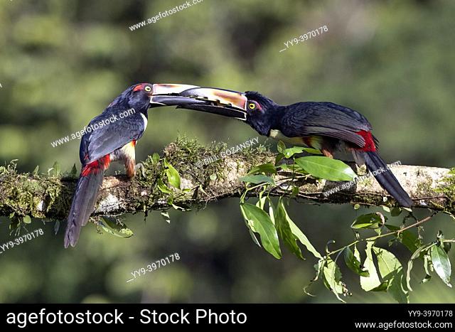 Collared aracari (Pteroglossus torquatus) courtship feeding - La Laguna del Lagarto Eco-Lodge, Boca Tapada, Costa Rica