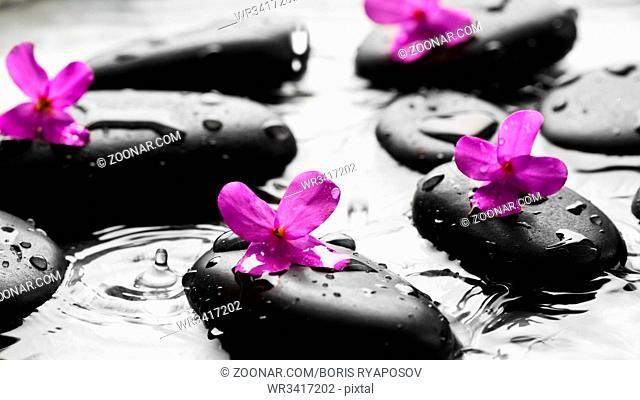 Wet pebbles with flowers background wallpaper