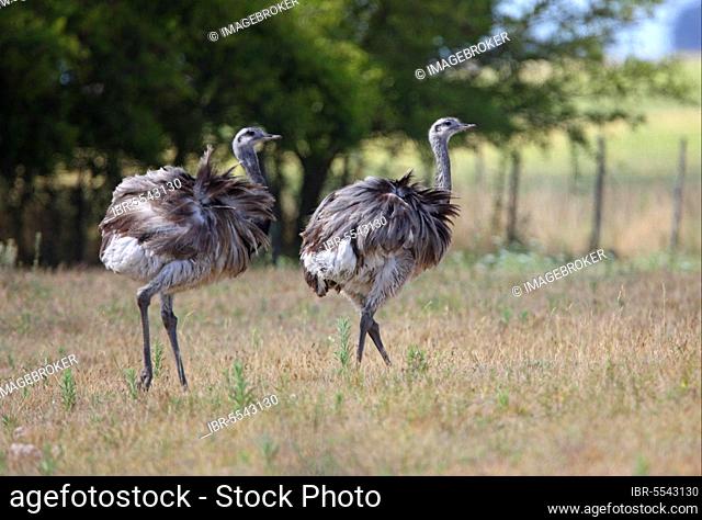 Greater greater rhea (Rhea americana) two adults, walking on windy pampas grassland, Buenos Aires province, Argentina, South America