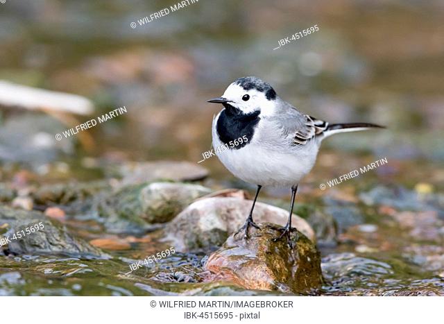White wagtail (Motacilla alba) on stone in the brook bed, Hesse, Germany