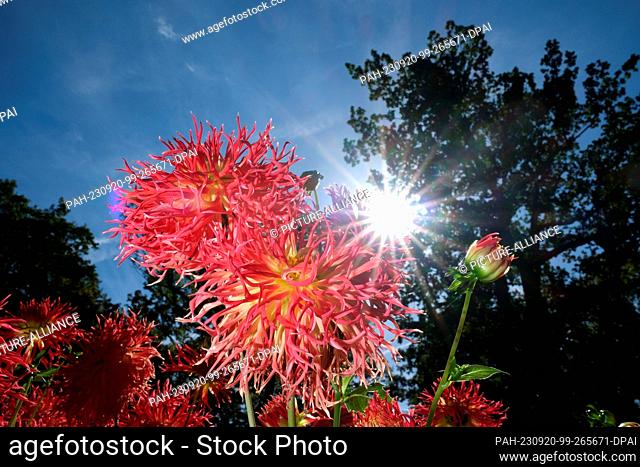 20 September 2023, Saxony, Leipzig: Dahlias bloom in Clara Zetkin Park. For the weekend, meteorologists expect early autumn weather, but not unfriendly