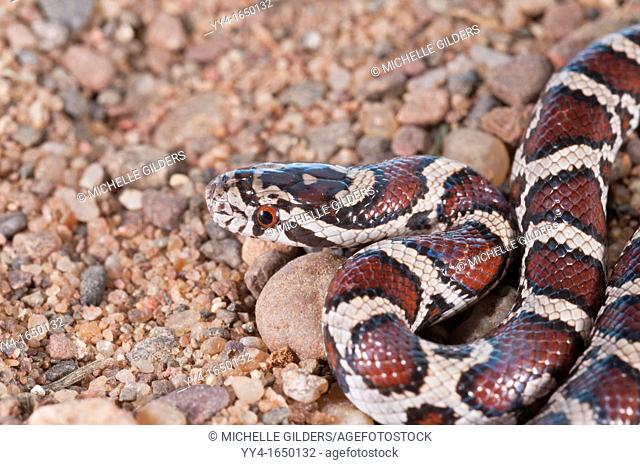 Eastern milk snake, Lampropeltis triangulum triangulum, juvenile, native to the United States, Mexico, south to Latin America