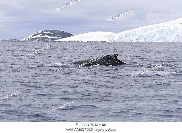 Southern Humpback Whale (Megaptera novaeangliae) Pleneau, Antarctica, Monday, February 11, 2008 digital capture
