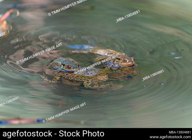 Europe, Germany, Baden-Wuerttemberg, Schönbuch region, common toads during the spawning season in a pond