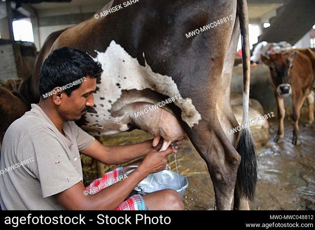 A calf drinking milk from her mother cow at a dairy farm on World Milk Day. World Milk Day on June 1st, is an international day established by the Food and...