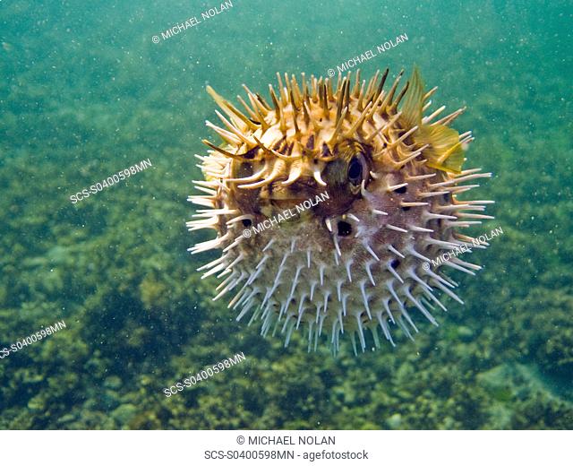 A young balloonfish Diodon holocanthus puffed up in a state of agitation on Isla Monseratte in the lower Gulf of California Sea of Cortez, Baja California Sur