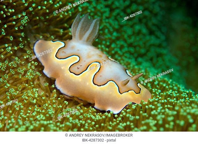 Nudibranch or sea slug Co's Goniobranchus (Chromodoris coi), South China Sea, Pulau Redang Island, Malaysia
