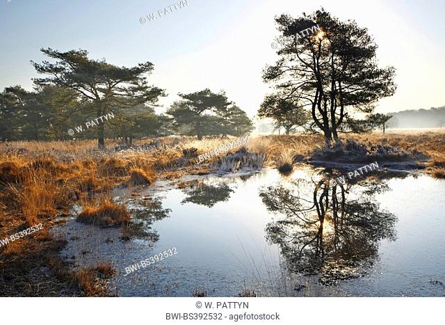Scotch pine, Scots pine (Pinus sylvestris), pool and Scotch pine and mist at sunrise in Kalmthoutse Heide nature reserve, Belgium, Kalmthout