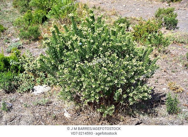 Flax-leaved daphne (Daphne gnidium) is a poisonous evergreen shrub native to Mediterranean Basin. This photo was taken near Les Alberes, Girona province