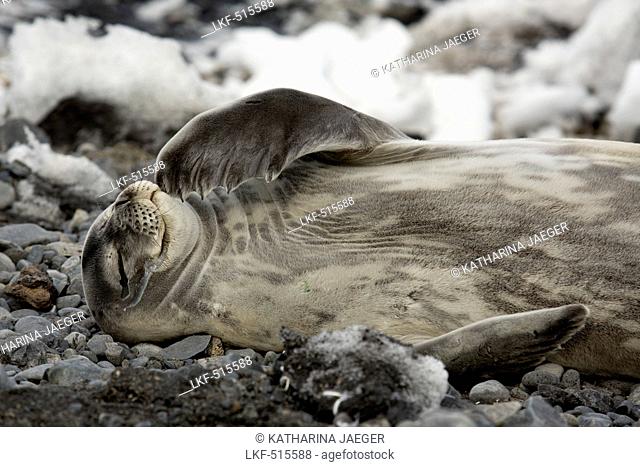 Weddell seal (Leptonychotes weddellii) relaxing on rocks, Possession Island, Antarctica