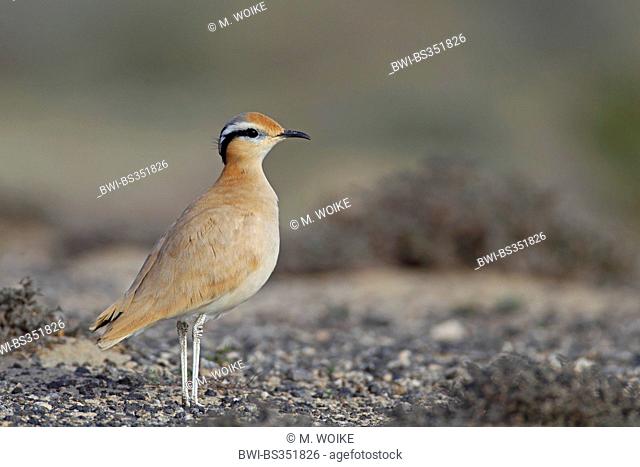 cream-coloured courser (Cursorius cursor), stands in semi-desert, Canary Islands, Fuerteventura