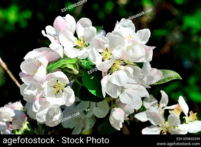 Spring. Apple tree in blossom. Beautiful flowers closeup