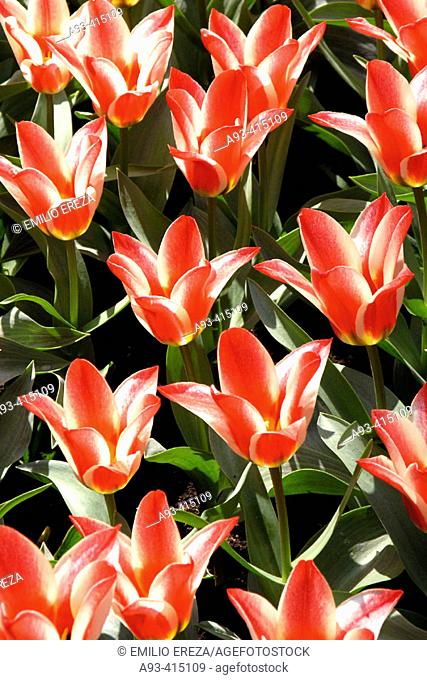 Tulips (Tulipa hybr.) in Keukenhof Park, Lisse. Netherlands