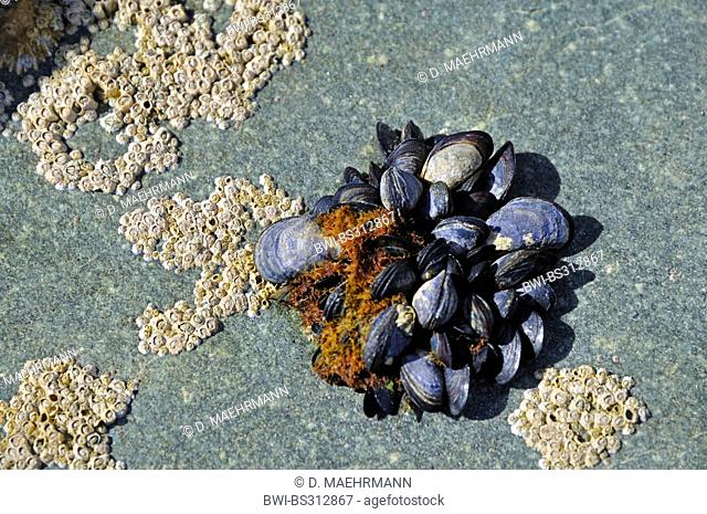 mussels (Mytiloidea), a cluster of balanidea and blue mussels on a boulder, France, Brittany