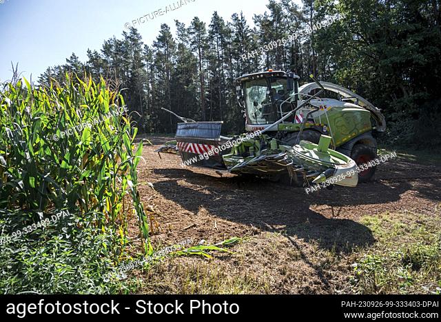 25 September 2023, Bavaria, Stadelhofen: A forage harvester Jaguar of the manufacturer Claas stands on a field and prepares its corn bit to chop the corn