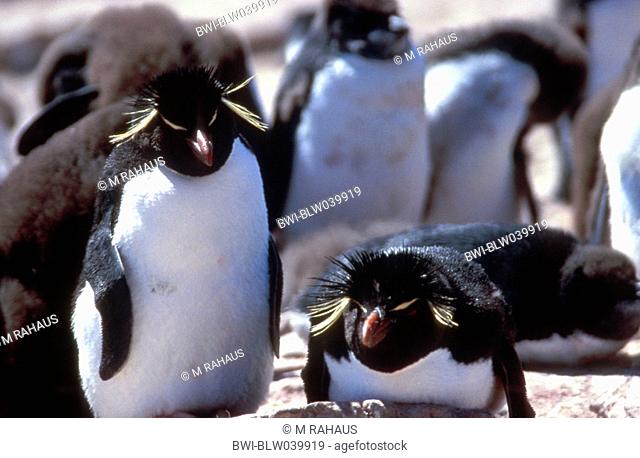 rockhopper penguin Eudyptes chrysocome, a couple inside the colony, Falkland Island, Sea Lion Island, Rockhopper Point, Jan 04