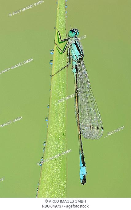Blue-tailed Damselfly, male, North Rhine-Westphalia, Germany / Ischnura elegans / Common Ischnura, Common Bluetail