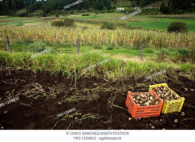Boxes of potatoes sit in a field during harvest on a farm in Meson Viejo, Mexico