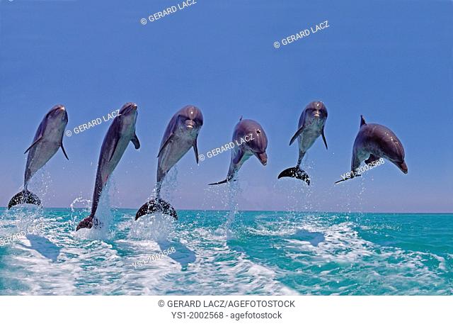 Bottlenose Dolphin, tursiops truncatus, Group Leaping, Honduras