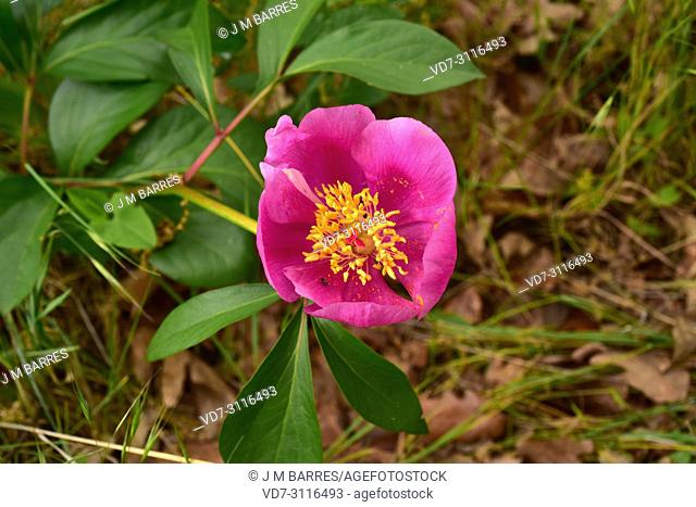 Rosa alabardera (Paeonia broteri or Paeonia broteroi) is a perennial herb endemic to Spain and Portugal. This photo was taken in Arribes del Duero Natural Park