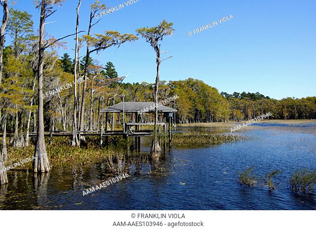 Docks on Gap Lake with Bald Cypress (Taxodium distichum), Sunny Hills, Florida