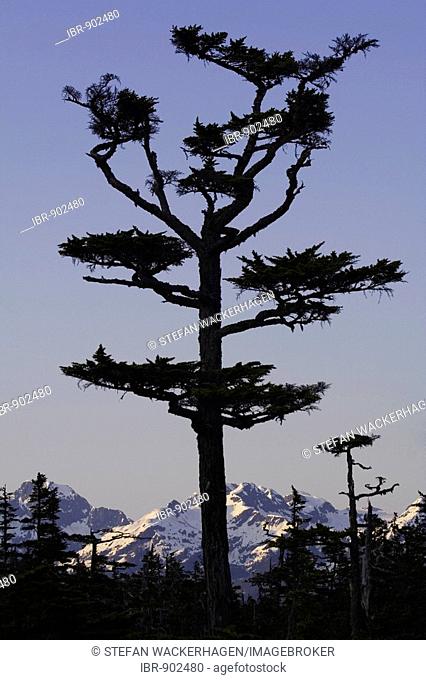 Cedar tree in evening light, mountains behind, Pacific Coast, Chugach National Forest, Prince William Sound, Alaska, USA