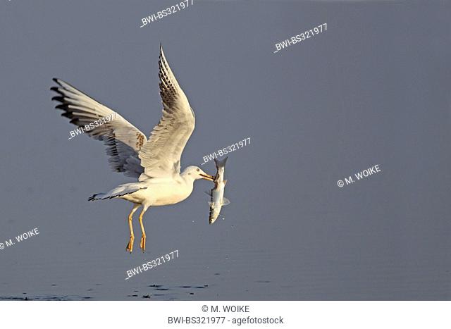slender-billed gull (Larus genei), flying with a fish in the bill, Spain, Andalusia
