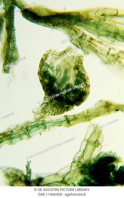 Red alga (Polysiphonia sp) viewed under a microscope, Rodoficofite