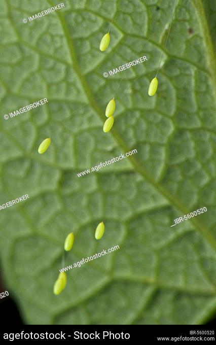Green Lacewing (Chrysopa sp.) stalked eggs, deposited on leaf, Italy, Europe