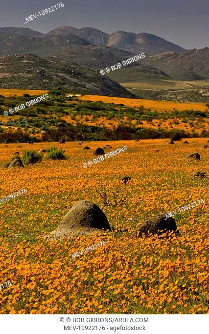 Termite Mounds - among Orange Daisies (Ursinia cakilefolia). Skilpad Reserve, Namaqua National Park, Namaqua Desert, Namaqualand, South Africa