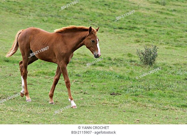 French saddle horse : foal Picardy, Oise, France. Bread : French saddlebred. Horse Equus caballus  Equine  Mammal