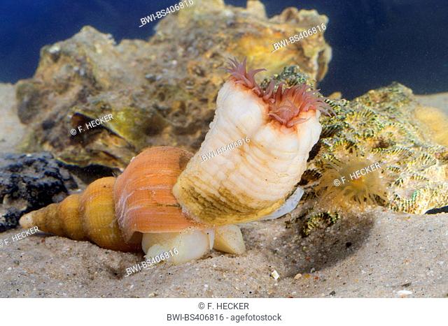 Hormathia digitata (Hormathia digitata, Hormathia margaritae, Tealia digitata), on a Neptunea snail